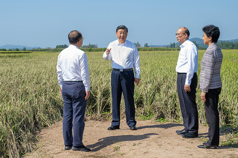 9月6日至8日，中共中央總書記、國家主席、中央軍委主席習近平在黑龍江考察。這是7日上午，習近平在遭受洪澇災害的哈爾濱尚志市老街基鄉龍王廟村，察看水稻受災情況。